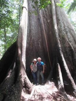 Nous au pied de l'arbre géant Samauma