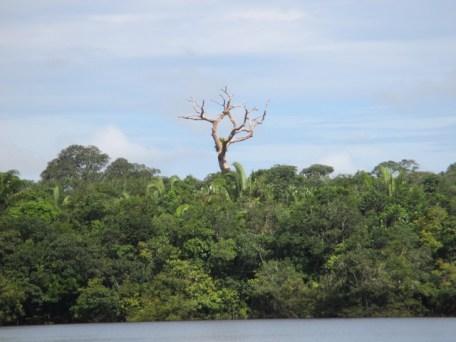 Impressionnante Amazonie!