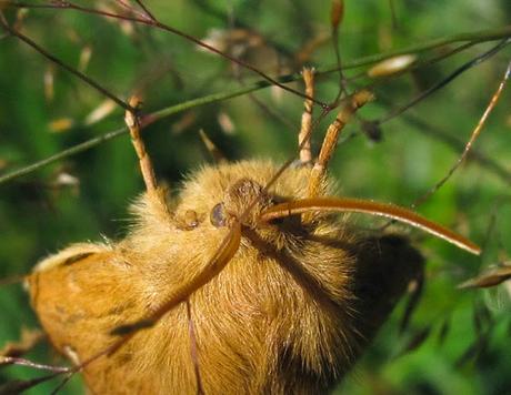 Des papillons