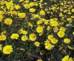 Alcool chrysantellum