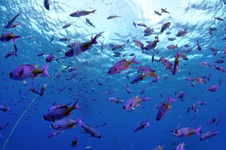 L'analyse des mégadonnées permet aussi de lutter contre la pêche illégale L'analyse des mégadonnées permet aussi de lutter contre la pêche illégale