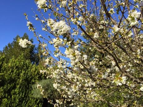 Fleurs de cerisiers et 3ème tour de départementales