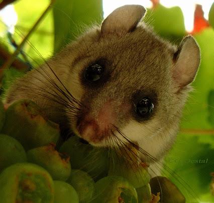 L'herbier de poésie - 6 - l'image de la semaine L'herbier de poésie - 6 - l'image de la semaine