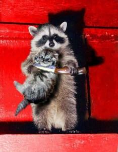 Joyeuses Pâques Le raton laveur qui tente une prise d'otage chaton