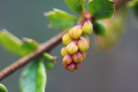 Encore des floraisons jaunes Encore des floraisons jaunes