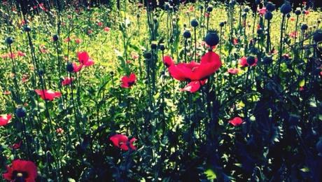 Création du Parc naturel marin de l'estuaire de la Gironde et des Pertuis charentais…sur le papier ! Création du Parc naturel marin de l'estuaire de la Gironde et des Pertuis charentais…sur le papier !