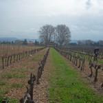 A la découverte des vins de Provence A la découverte des vins de Provence