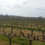 A la découverte des vins de Provence A la découverte des vins de Provence