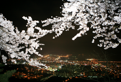 Le festival de cerisier à Gunhang