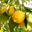 Gelée aux citrons