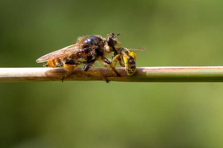 Abeillator la super abeille