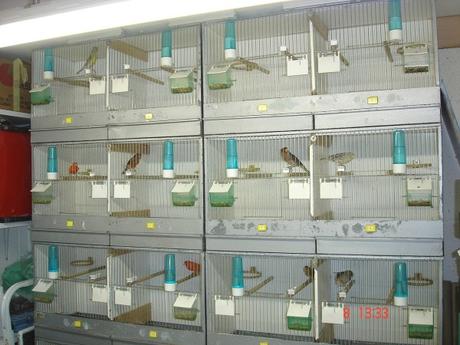 La saison de reproduction ; échec ou réussite ? La saison de reproduction ; échec ou réussite ?