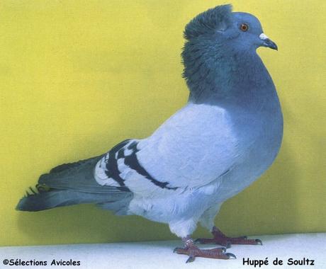 L'incubation chez le pigeon