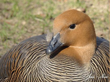 A propos des aquatiques d'ornement A propos des aquatiques d'ornement