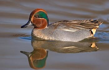 A propos des aquatiques d'ornement A propos des aquatiques d'ornement