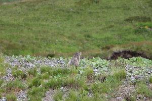 En compagnie d'un âne : un tour du Queyras (Hautes-Alpes) En compagnie d'un âne : un tour du Queyras (Hautes-Alpes)