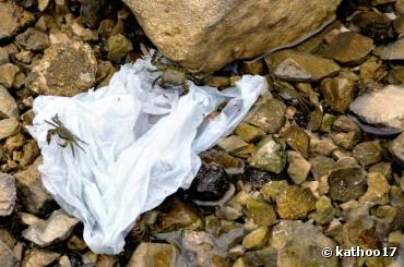 Pollution : une pétition contre les sacs plastiques jetables à La Rochelle