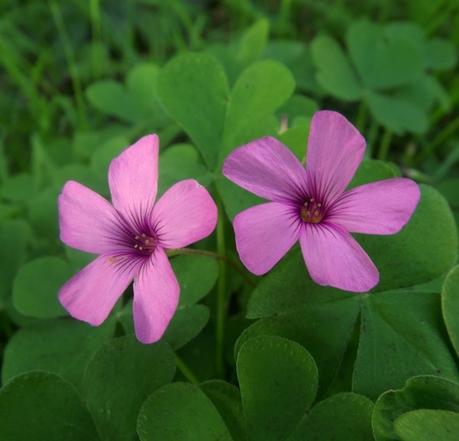 Instant T. #158# Petites touches de couleur dans le jardin ...