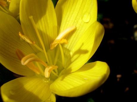 Instant T. #153# Sternbergia Lutea