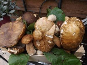 Panisse au parmesan et sa fricassséé de cépes et girolles ig bas Panisse au parmesan et sa fricassséé de cépes et girolles ig bas