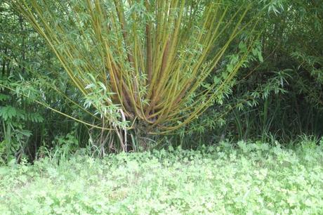 Salix caprea, beau mais nocif ? Salix caprea, beau mais nocif ?
