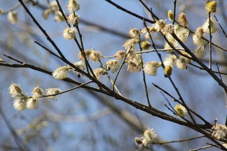 Salix caprea, beau mais nocif ? Salix caprea, beau mais nocif ?