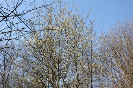 Salix caprea, beau mais nocif ? Salix caprea, beau mais nocif ?