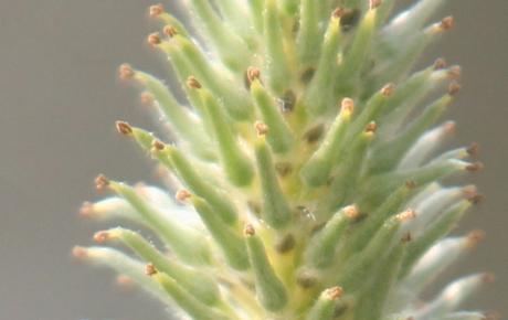 Salix caprea, beau mais nocif ? Salix caprea, beau mais nocif ?