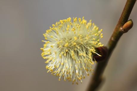 Salix caprea, beau mais nocif ? Salix caprea, beau mais nocif ?
