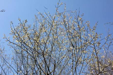 Salix caprea, beau mais nocif ? Salix caprea, beau mais nocif ?