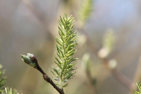 Salix caprea, beau mais nocif ? Salix caprea, beau mais nocif ?