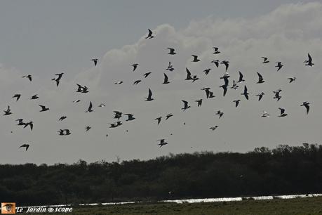 4699-Mouettes-battements-d'ailes