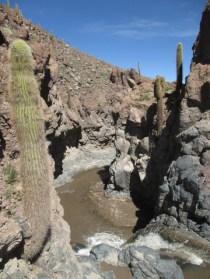 Vallée des cactus