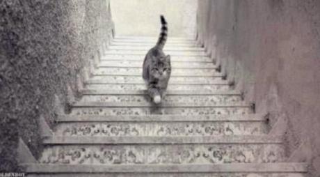 Ce chat monte-t-il ou descend-il les escaliers ?