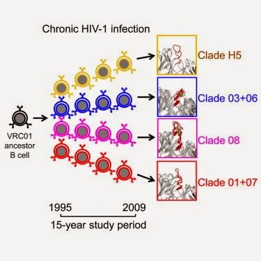 #Cell #cellulesB #clade #anticorpsVRC01 #VIH-1 #HIV-1Maturation et diversité des générations en devenir de la lignée des anticorps VRC01 sur une période de 15 ans d’infection chronique au VIH-1