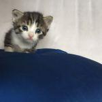 Photos de chatons mignons (Canton de Neuchâtel)
