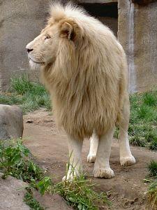 Le Lion
