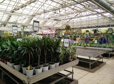 En Belgique pour deux plantes vertes, mais avec un porte-monnaie troué ! En Belgique pour deux plantes vertes, mais avec un porte-monnaie troué !