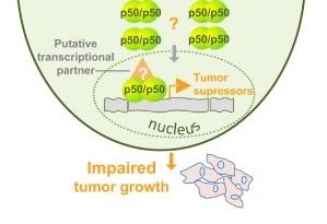 CANCER: Découverte de 2 protéines suppresseurs de tumeur – Cell