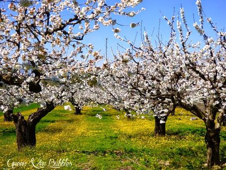 Les cerisiers en fleurs