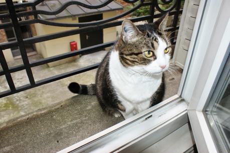 Smoky le chat, elle qui m'a accompagnée pendant 16 ans, est morte à 20 ans