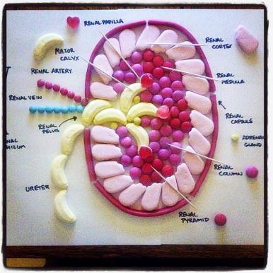 Apprendre l’anatomie humaine avec des bonbons colorés !