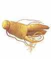 Fatigue sous chimiothérapie ginseng