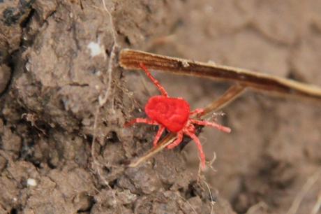 L'acarien rouge, minuscule mais si rouge... L'acarien rouge, minuscule mais si rouge...