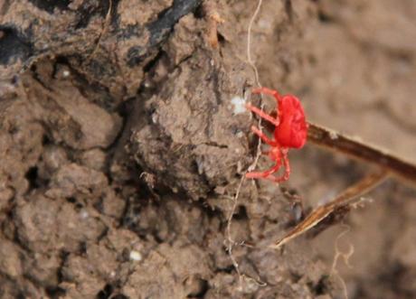L'acarien rouge, minuscule mais si rouge... L'acarien rouge, minuscule mais si rouge...
