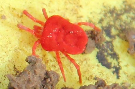 L'acarien rouge, minuscule mais si rouge... L'acarien rouge, minuscule mais si rouge...