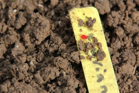 L'acarien rouge, minuscule mais si rouge... L'acarien rouge, minuscule mais si rouge...