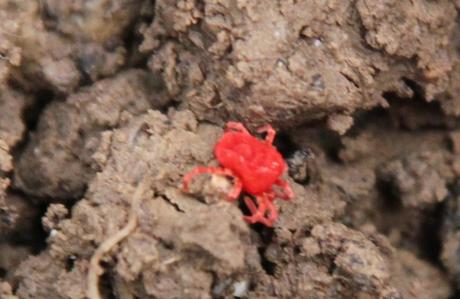 L'acarien rouge, minuscule mais si rouge... L'acarien rouge, minuscule mais si rouge...