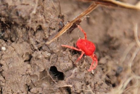 L'acarien rouge, minuscule mais si rouge... L'acarien rouge, minuscule mais si rouge...