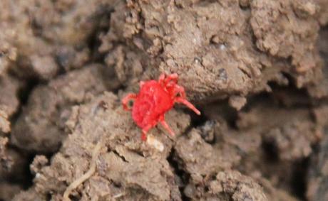 L'acarien rouge, minuscule mais si rouge... L'acarien rouge, minuscule mais si rouge...